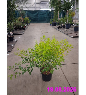 Physocarpus opulifolius 'Raspberry Lemonade'® C 2,5 L